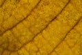 Leaf texture Royalty Free Stock Photo