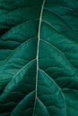 Leaf Texture. Abstract green leaf texture for background