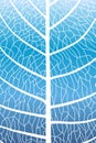 Leaf texture. Leaf background with veins. Macro leaf pattern. Abstract leaves. Nature vein. Organic skeleton. Natural tree. Simple