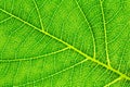 Leaf texture or leaf background for website template, postcard, decoration and agriculture concept design.