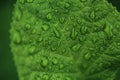 Leaf texture close up. green leaf in drops of water after rain. macro photography with selective focus Royalty Free Stock Photo