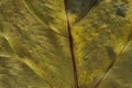 Leaf texture