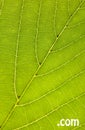 Leaf texture com