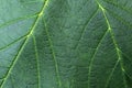 Leaf texture detail of Sycamore tree, also called Sycamore Maple, latin name Acer Pseudoplatanus. Royalty Free Stock Photo