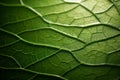 Leaf texture Eco, Bio, Organic and Environment, Cosmetics, Healthy Food and Lifestyle Advertising, AI generated Royalty Free Stock Photo