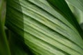 leaf texture exposed to direct sunlight