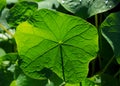 Giant green leaf of Nasturtium