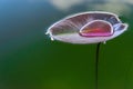 Leaf texture. Green lotus fresh plant with drop dew in garden lake pond with water reflection. Abstract macro nature background. Royalty Free Stock Photo