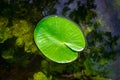 Leaf texture. Green lotus fresh plant with drop dew in garden lake pond with water reflection. Abstract macro nature Royalty Free Stock Photo