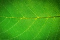 Leaf texture Royalty Free Stock Photo