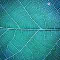 Leaf texture Royalty Free Stock Photo