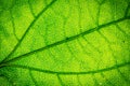 Leaf texture Royalty Free Stock Photo