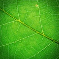 Leaf texture Royalty Free Stock Photo