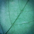 Leaf texture Royalty Free Stock Photo