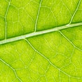 Leaf texture Royalty Free Stock Photo