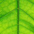 Leaf texture Royalty Free Stock Photo