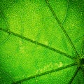 Leaf texture Royalty Free Stock Photo