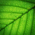 Leaf texture Royalty Free Stock Photo