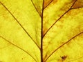 Leaf texture grunge style Royalty Free Stock Photo