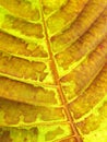 Leaf texture grunge style Royalty Free Stock Photo