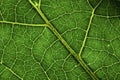 Leaf texture macro closeup. macro photo of green leaf Royalty Free Stock Photo