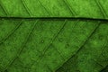 Leaf texture macro closeup. macro photo of green leaf Royalty Free Stock Photo