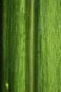 Leaf texture macro closeup. macro photo of green leaf Royalty Free Stock Photo