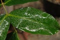 Leaf texture makes a nice groove, love shaped leaves