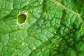 Leaf texture