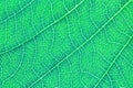 Leaf texture pattern background for graphic design. Royalty Free Stock Photo