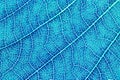 Leaf texture pattern background for graphic design. Royalty Free Stock Photo