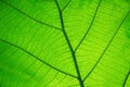 Leaf texture pattern for spring background,texture of green leaves,ecology concept