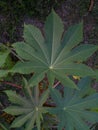 leaf texture that resembles marijuana leaves Royalty Free Stock Photo