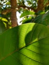 Leaf texture sunlight