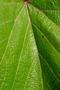 Leaf texture in sunshine Royalty Free Stock Photo