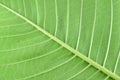 Leaf texture surface