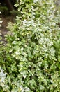 Leaf texture of variegated small yellow-green leaves of beresklet shrub