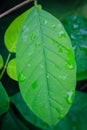 Leaf texture water drops