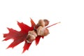 Leaf and three acorns #2. Royalty Free Stock Photo