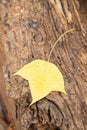 Leaf on the timber.