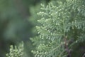 Leaf tip of Oriental Arbor Vitae or Platycladus orientalis leaf for background.