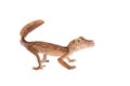 Leaf-toed gecko, unknow uroplatus, on white Royalty Free Stock Photo
