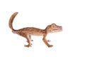 Leaf-toed gecko, unknow uroplatus, on white Royalty Free Stock Photo