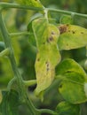 Leaf tomato diseas. Royalty Free Stock Photo
