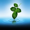 Leaf Touching Water Royalty Free Stock Photo