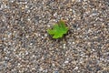 Leaf on the track Royalty Free Stock Photo