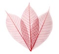 Leaf transparent background. Royalty Free Stock Photo