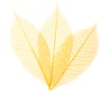 Leaf transparent background. Royalty Free Stock Photo