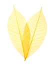 Leaf transparent background. Royalty Free Stock Photo