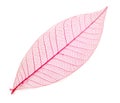 Leaf transparent background. Royalty Free Stock Photo